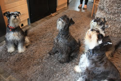 We have four schnauzer dogs